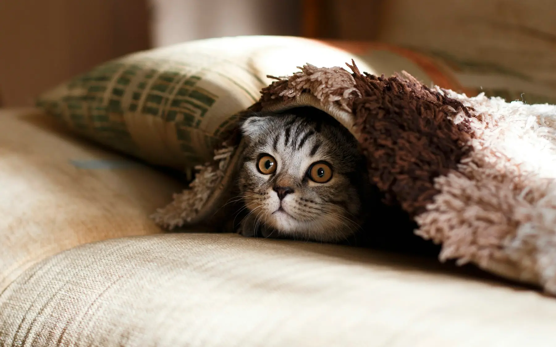 Chat à poil long blotti dans une couverture