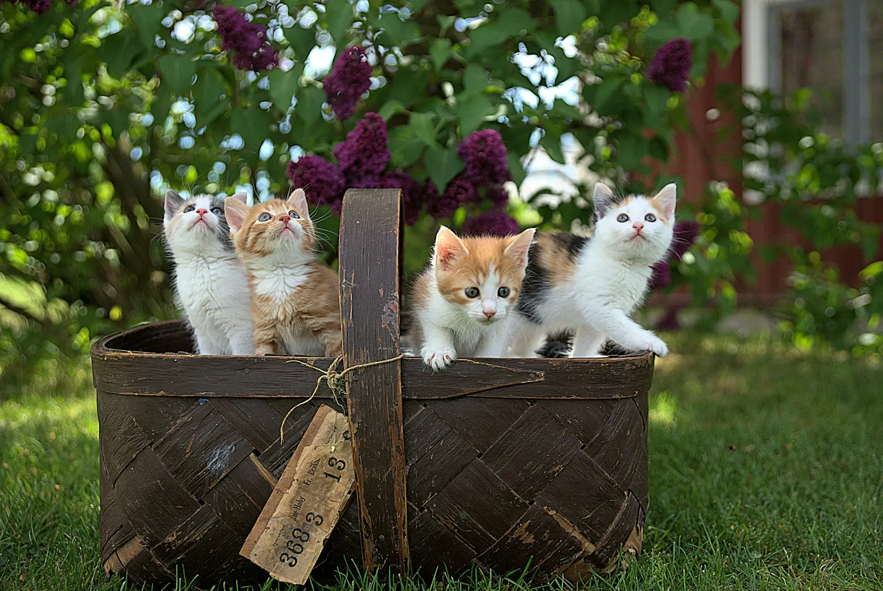 Chatons dans un panier en osier au jardin